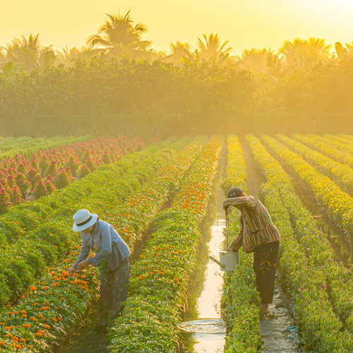 Dyes for Agriculture