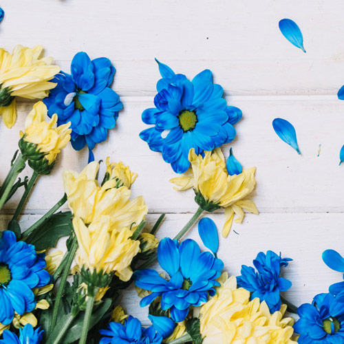 Fresh Flowers